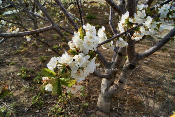 Foto 1/La flor del cerezo