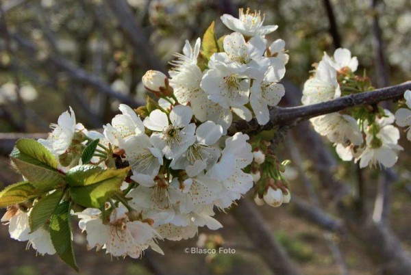 Foto 2/La flor del cerezo