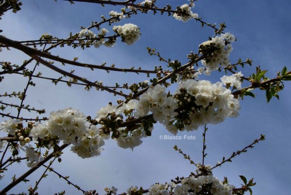 Foto 3/La flor del cerezo