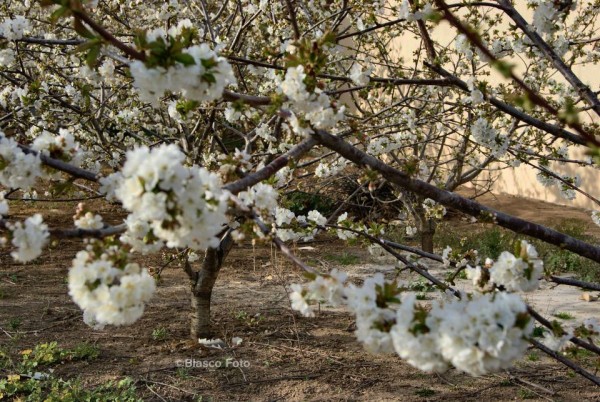 Foto 4/La flor del cerezo