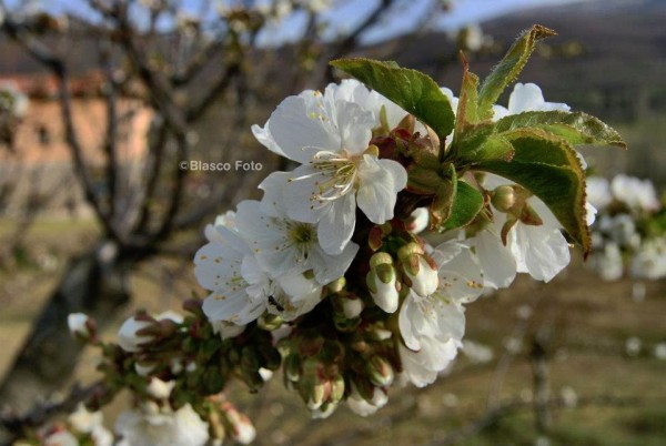 Foto 5/La flor del cerezo