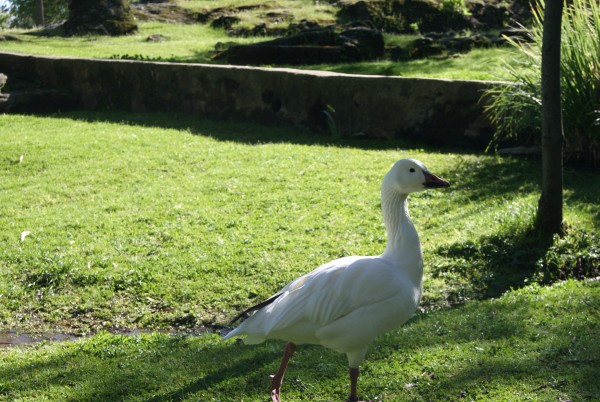 Foto 2/Parque de los Pinos (Plasencia)