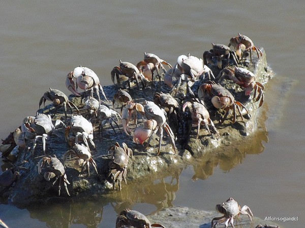 Foto 2/Multitud en la playa , quedara algn espacio para