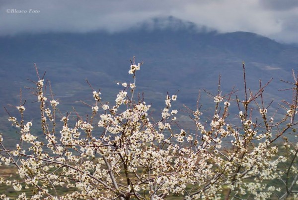 Foto 1/El valle florecido