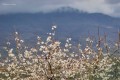 El valle florecido