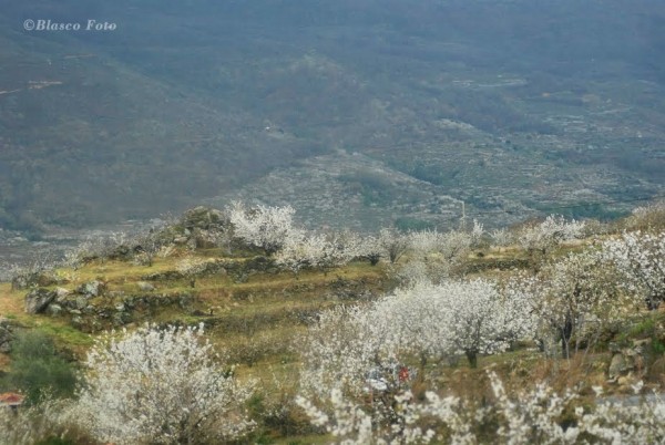 Foto 3/El valle florecido