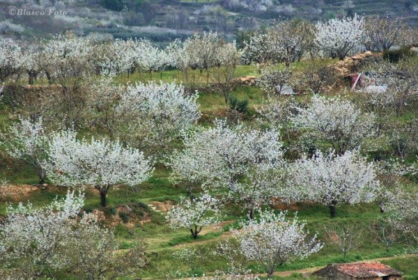 Foto 5/El valle florecido