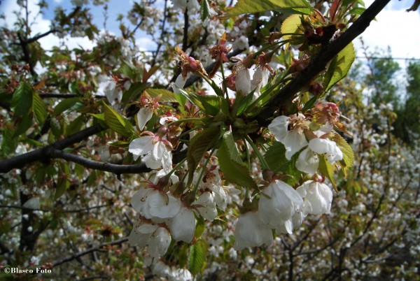 Foto 1/El blanco de los cerezos