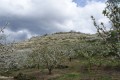 El blanco de los cerezos