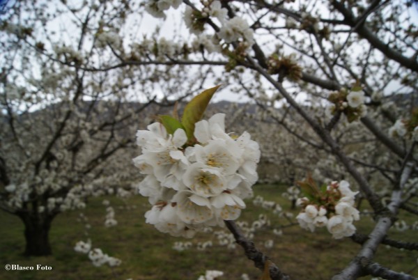 Foto 3/El blanco de los cerezos