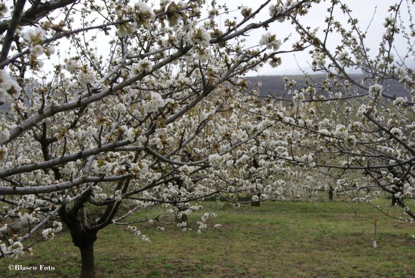 Foto 4/El blanco de los cerezos