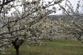 El blanco de los cerezos