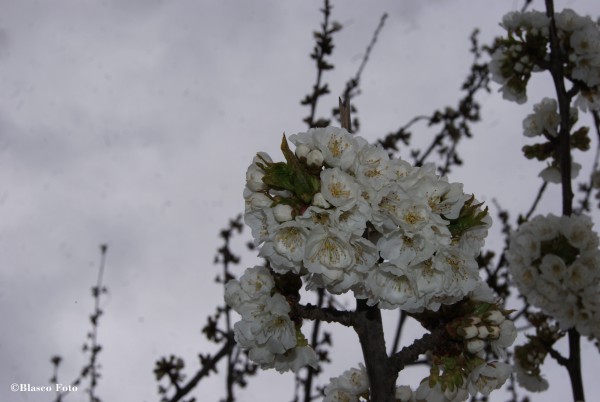 Foto 5/El blanco de los cerezos