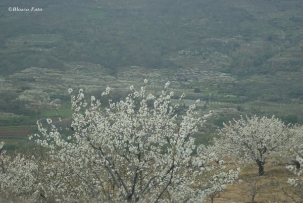 Foto 4/Valle del Jerte