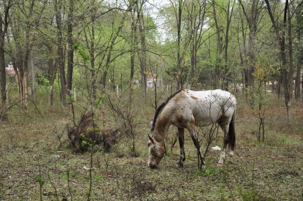 Foto 1/caballos criollos