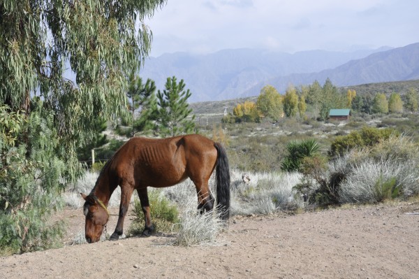 Foto 2/caballos criollos