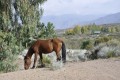 caballos criollos