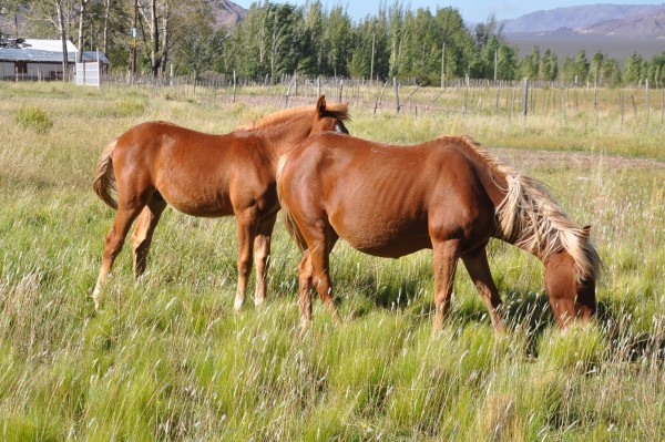 Foto 3/caballos criollos