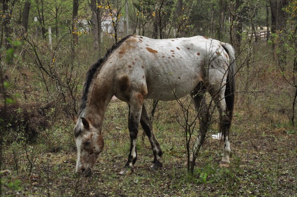 Foto 4/caballos criollos