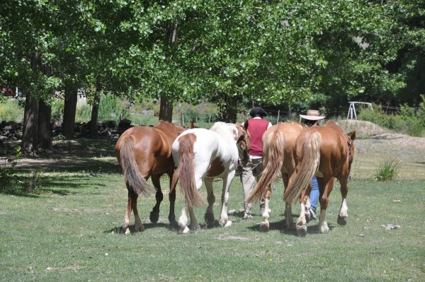 Foto 5/caballos criollos