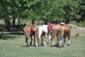 caballos criollos