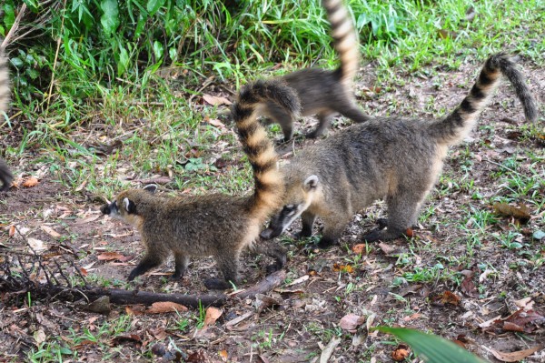 Foto 2/animales de la mesopotamia