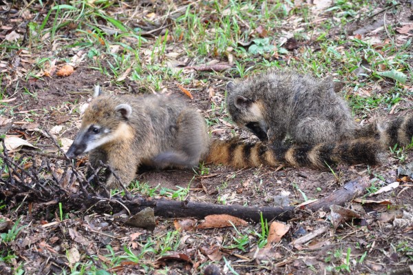 Foto 3/animales de la mesopotamia