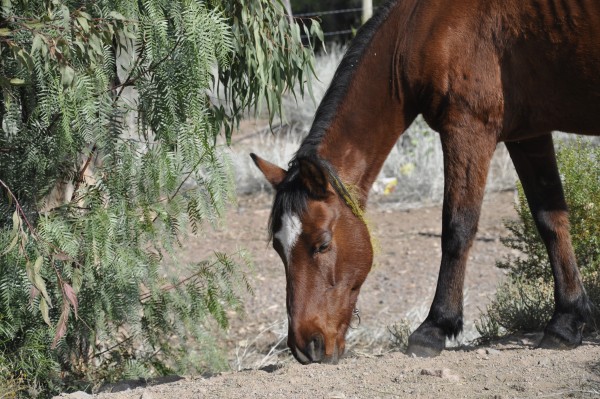 Foto 3/caballos