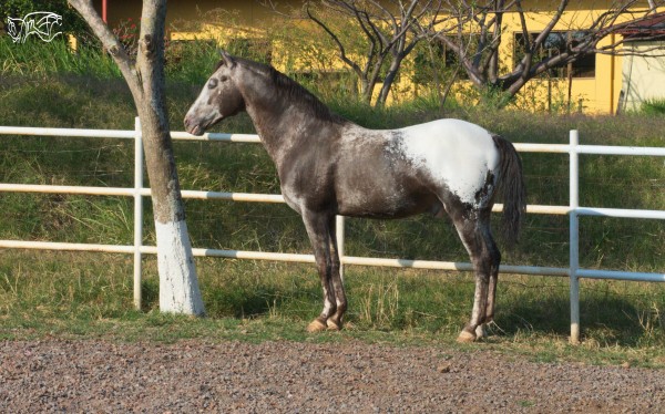 Foto 1/Caballo.