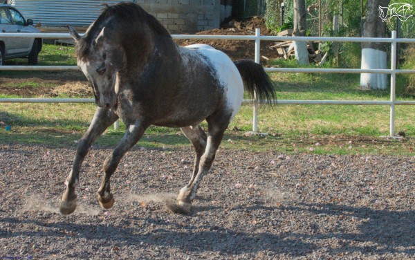 Foto 3/Caballo.