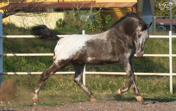 Foto 4/Caballo.