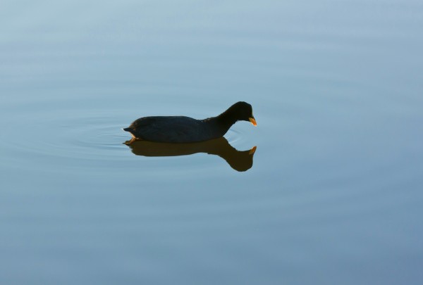 Foto 1/Bichos de la laguna