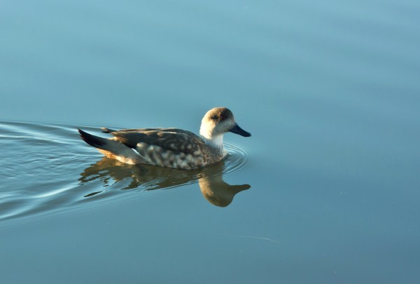 Foto 2/Bichos de la laguna