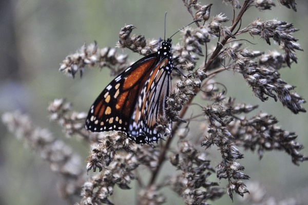 Foto 1/mariposas