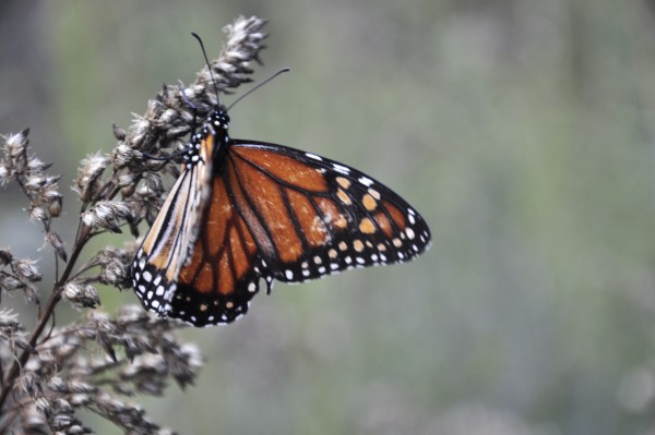 Foto 2/mariposas