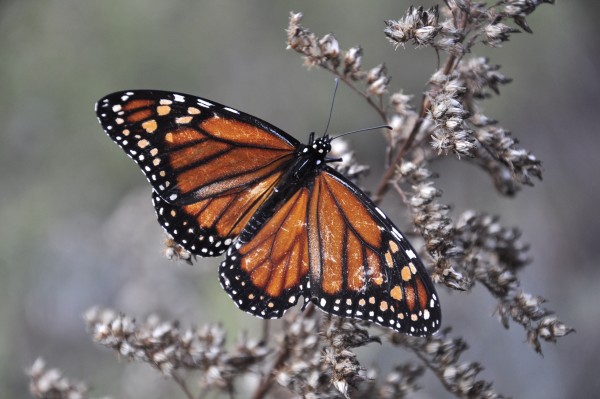 Foto 3/mariposas