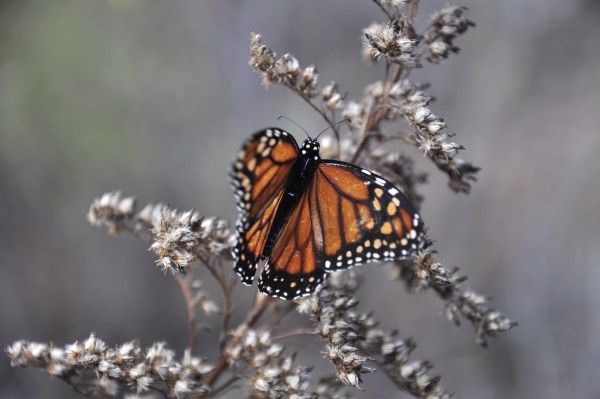 Foto 4/mariposas