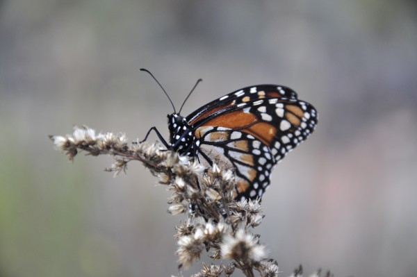 Foto 5/mariposas