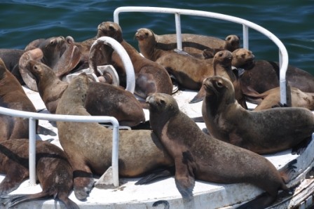 Foto 2/lobos de mar