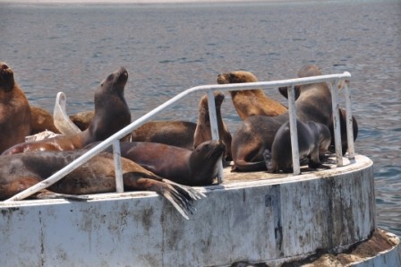 Foto 3/lobos de mar