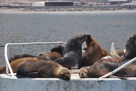 Foto 4/lobos de mar