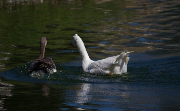 Foto 4/que divertido!