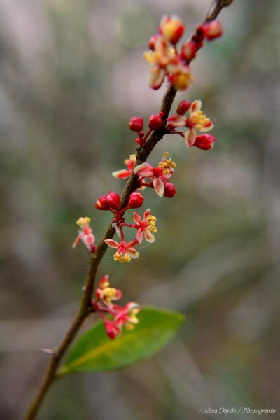 Foto 1/Pequeeces del bosque