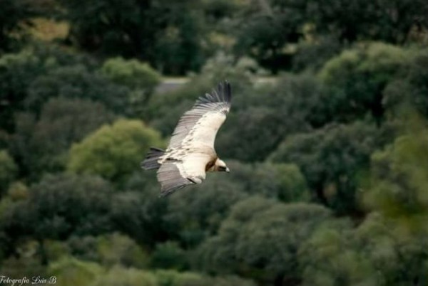 Foto 1/Volando sobre Monfrage