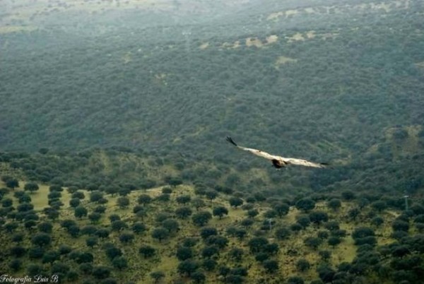 Foto 2/Volando sobre Monfrage