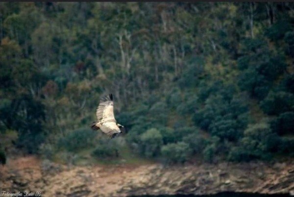 Foto 4/Volando sobre Monfrage