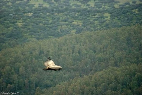 Foto 5/Volando sobre Monfrage