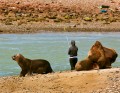 Pesca con lobos