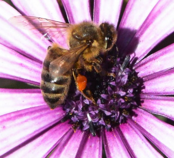 Foto 1/ABEJAS