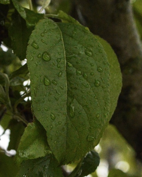 Foto 4/DESPUES DE LA TORMENTA